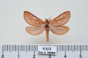  ( - BC-CGCM-6.612)  @14 [ ] Copyright (2010) Carlos Mielke Research Collection of Carlos Mielke