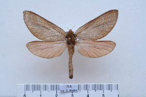  (Paragorgopsis - BC-CGCM-713)  @14 [ ] Copyright (2010) Carlos Mielke Research Collection of Carlos Mielke