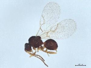  ( - MTHYM-0015)  @11 [ ] CreativeCommons - Attribution (2022) CBG Photography Group Centre for Biodiversity Genomics