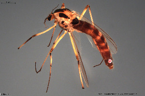  (Chironomus commutatus - CMM-CH11)  @11 [ ] Creative Commons  Attribution Non-Commercial Share-Alike (2022) NTNU University Museum, Department of Natural History NTNU University Museum, Department of Natural History