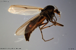  ( - CMM-CH113)  @11 [ ] Creative Commons  Attribution Non-Commercial Share-Alike (2023) NTNU University Museum, Department of Natural History NTNU University Museum, Department of Natural History