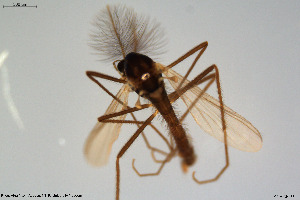  (Bryophaenocladius sp. 13ES - CMM-CH166)  @11 [ ] Creative Commons  Attribution Non-Commercial Share-Alike (2023) NTNU University Museum, Department of Natural History NTNU University Museum, Department of Natural History