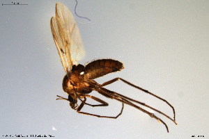  ( - CMM-CH199)  @11 [ ] Creative Commons  Attribution Non-Commercial Share-Alike (2023) NTNU University Museum, Department of Natural History NTNU University Museum, Department of Natural History