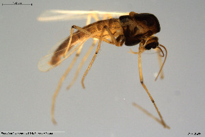  ( - CMM-CH235)  @11 [ ] Creative Commons  Attribution Non-Commercial Share-Alike (2023) NTNU University Museum, Department of Natural History NTNU University Museum, Department of Natural History