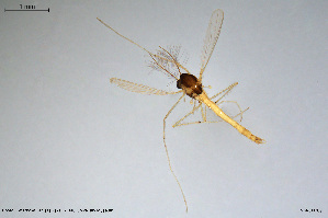  (Paratanytarsus sp. 2ES - CMM-CH309)  @11 [ ] Creative Commons  Attribution Non-Commercial Share-Alike (2024) NTNU University Museum, Department of Natural History NTNU University Museum, Department of Natural History