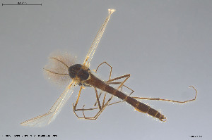  (Chironomus sp. 15TE - CMM-CH415)  @11 [ ] Creative Commons  Attribution Non-Commercial Share-Alike (2024) NTNU University Museum, Department of Natural History NTNU University Museum, Department of Natural History