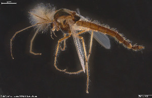  (Cryptochironomus sp. 1ES - CMM-CH423)  @11 [ ] Creative Commons  Attribution Non-Commercial Share-Alike (2024) NTNU University Museum, Department of Natural History NTNU University Museum, Department of Natural History