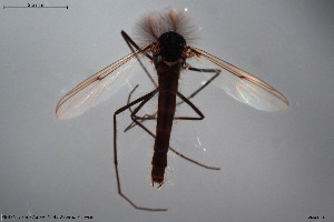  ( - CMM-CH56)  @11 [ ] Creative Commons  Attribution Non-Commercial Share-Alike (2022) NTNU University Museum, Department of Natural History NTNU University Museum, Department of Natural History