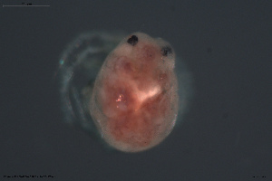  ( - HYDCA669)  @11 [ ] Creative Commons  Attribution Non-Commercial Share-Alike (2022) NTNU University Museum, Department of Natural History NTNU University Museum, Department of Natural History