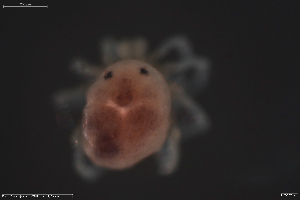  ( - HYDCA743)  @11 [ ] Creative Commons  Attribution Non-Commercial Share-Alike (2023) NTNU University Museum, Department of Natural History NTNU University Museum, Department of Natural History