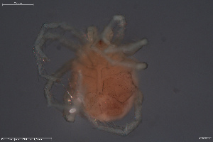  ( - HYDCA743)  @11 [ ] Creative Commons  Attribution Non-Commercial Share-Alike (2023) NTNU University Museum, Department of Natural History NTNU University Museum, Department of Natural History