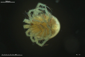  ( - HYDCA858)  @11 [ ] Creative Commons  Attribution Non-Commercial Share-Alike (2023) NTNU University Museum, Department of Natural History NTNU University Museum, Department of Natural History