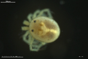  ( - HYDCA858)  @11 [ ] Creative Commons  Attribution Non-Commercial Share-Alike (2023) NTNU University Museum, Department of Natural History NTNU University Museum, Department of Natural History