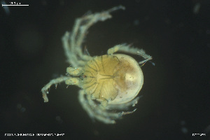  ( - HYDCA873)  @11 [ ] Creative Commons  Attribution Non-Commercial Share-Alike (2023) NTNU University Museum, Department of Natural History NTNU University Museum, Department of Natural History