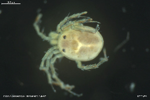  ( - HYDCA873)  @11 [ ] Creative Commons  Attribution Non-Commercial Share-Alike (2023) NTNU University Museum, Department of Natural History NTNU University Museum, Department of Natural History