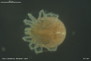  ( - HYDCA875)  @11 [ ] Creative Commons  Attribution Non-Commercial Share-Alike (2023) NTNU University Museum, Department of Natural History NTNU University Museum, Department of Natural History