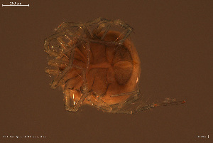  ( - HYDCA934)  @11 [ ] Creative Commons  Attribution Non-Commercial Share-Alike (2024) NTNU University Museum, Department of Natural History NTNU University Museum, Department of Natural History