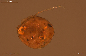  ( - HYDCA939)  @11 [ ] Creative Commons  Attribution Non-Commercial Share-Alike (2024) NTNU University Museum, Department of Natural History NTNU University Museum, Department of Natural History