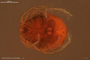  ( - HYDCA941)  @11 [ ] Creative Commons  Attribution Non-Commercial Share-Alike (2024) NTNU University Museum, Department of Natural History NTNU University Museum, Department of Natural History