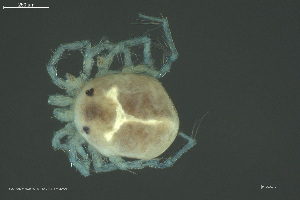  ( - HYDCA972)  @11 [ ] Creative Commons  Attribution Non-Commercial Share-Alike (2024) NTNU University Museum, Department of Natural History NTNU University Museum, Department of Natural History