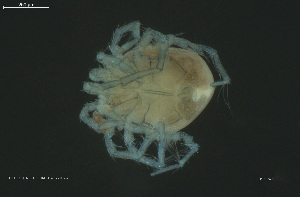  ( - HYDCA972)  @11 [ ] Creative Commons  Attribution Non-Commercial Share-Alike (2024) NTNU University Museum, Department of Natural History NTNU University Museum, Department of Natural History