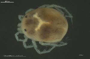  ( - HYDCA973)  @11 [ ] Creative Commons  Attribution Non-Commercial Share-Alike (2024) NTNU University Museum, Department of Natural History NTNU University Museum, Department of Natural History