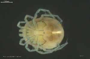  ( - HYDCA973)  @11 [ ] Creative Commons  Attribution Non-Commercial Share-Alike (2024) NTNU University Museum, Department of Natural History NTNU University Museum, Department of Natural History