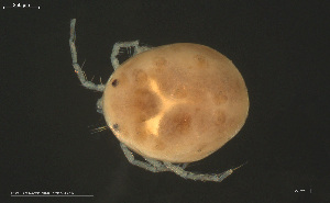  ( - HYDCA975)  @11 [ ] Creative Commons  Attribution Non-Commercial Share-Alike (2024) NTNU University Museum, Department of Natural History NTNU University Museum, Department of Natural History