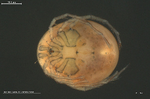  ( - HYDCA975)  @11 [ ] Creative Commons  Attribution Non-Commercial Share-Alike (2024) NTNU University Museum, Department of Natural History NTNU University Museum, Department of Natural History