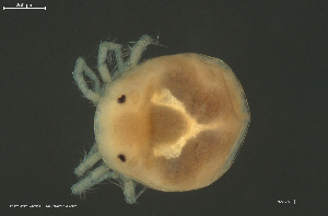  ( - HYDCA976)  @11 [ ] Creative Commons  Attribution Non-Commercial Share-Alike (2024) NTNU University Museum, Department of Natural History NTNU University Museum, Department of Natural History