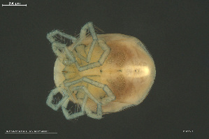  ( - HYDCA976)  @11 [ ] Creative Commons  Attribution Non-Commercial Share-Alike (2024) NTNU University Museum, Department of Natural History NTNU University Museum, Department of Natural History