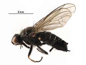  ( - BIOUG16343-C08)  @11 [ ] CreativeCommons - Attribution (2017) CBG Photography Group Centre for Biodiversity Genomics