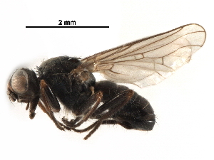  ( - BIOUG16513-E01)  @11 [ ] CreativeCommons - Attribution (2017) CBG Photography Group Centre for Biodiversity Genomics