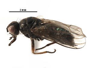  ( - BIOUG16343-E01)  @11 [ ] CreativeCommons - Attribution (2017) CBG Photography Group Centre for Biodiversity Genomics