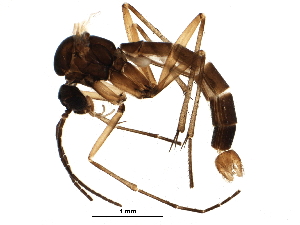  ( - BIOUG16810-D02)  @13 [ ] CreativeCommons - Attribution (2015) CBG Photography Group Centre for Biodiversity Genomics