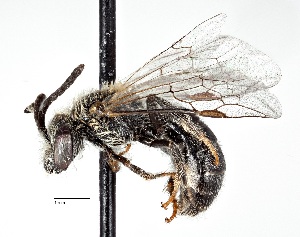  (Lasioglossum sisymbrii - CCDB-20945 F01)  @14 [ ] Copyright (2017) Cory Sheffield Royal Saskatchewan Museum