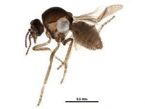  (Forcipomyia sp. 4ES - BIOUG19551-B11)  @13 [ ] CreativeCommons - Attribution (2015) CBG Photography Group Centre for Biodiversity Genomics