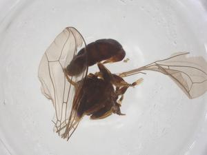  ( - BIOUG19809-B03)  @11 [ ] CreativeCommons - Attribution Share - Alike (2025) Centre for Biodiversity Genomics Centre for Biodiversity Genomics