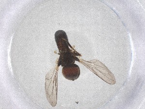  ( - BIOUG19901-E08)  @11 [ ] CreativeCommons - Attribution Share - Alike (2025) Centre for Biodiversity Genomics Centre for Biodiversity Genomics