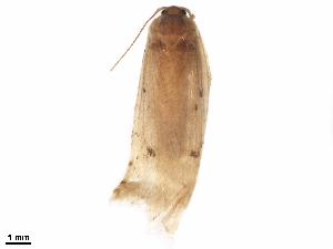  ( - BIOUG20171-C10)  @11 [ ] CreativeCommons - Attribution (2019) CBG Photography Group Centre for Biodiversity Genomics