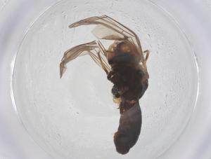  ( - BIOUG20467-C02)  @11 [ ] CreativeCommons - Attribution Share - Alike (2025) Centre for Biodiversity Genomics Centre for Biodiversity Genomics