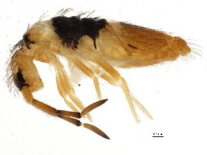  ( - BIOUG04291-E01)  @15 [ ] CreativeCommons - Attribution (2013) CBG Photography Group Centre for Biodiversity Genomics