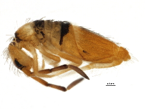  ( - BIOUG04291-E11)  @15 [ ] CreativeCommons - Attribution (2013) CBG Photography Group Centre for Biodiversity Genomics