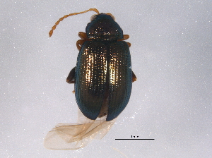  ( - BIOUG03417-D10)  @12 [ ] CreativeCommons - Attribution (2014) CBG Photography Group Centre for Biodiversity Genomics