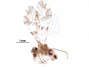  ( - BIOUG04461-C09)  @14 [ ] CreativeCommons - Attribution (2016) CBG Photography Group Centre for Biodiversity Genomics