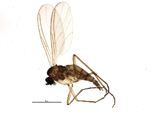  (Camptochaeta uniformis - BIOUG05825-B05)  @14 [ ] CreativeCommons - Attribution (2014) CBG Photography Group Centre for Biodiversity Genomics