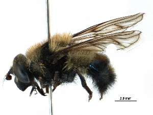  ( - BIOUG09814-D09)  @14 [ ] CreativeCommons - Attribution (2016) CBG Photography Group Centre for Biodiversity Genomics
