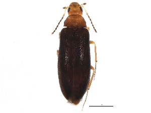  ( - BIOUG10131-C05)  @14 [ ] CreativeCommons - Attribution (2014) CBG Photography Group Centre for Biodiversity Genomics