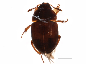  ( - BIOUG10517-B08)  @13 [ ] CreativeCommons - Attribution (2014) CBG Photography Group Centre for Biodiversity Genomics