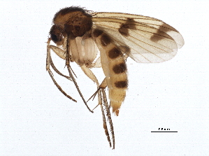  (Mycetophila mohilevensis - BIOUG10518-H10)  @14 [ ] CreativeCommons - Attribution (2014) CBG Photography Group Centre for Biodiversity Genomics